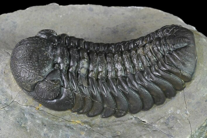 Austerops Trilobite - Nice Eye Facets #138955